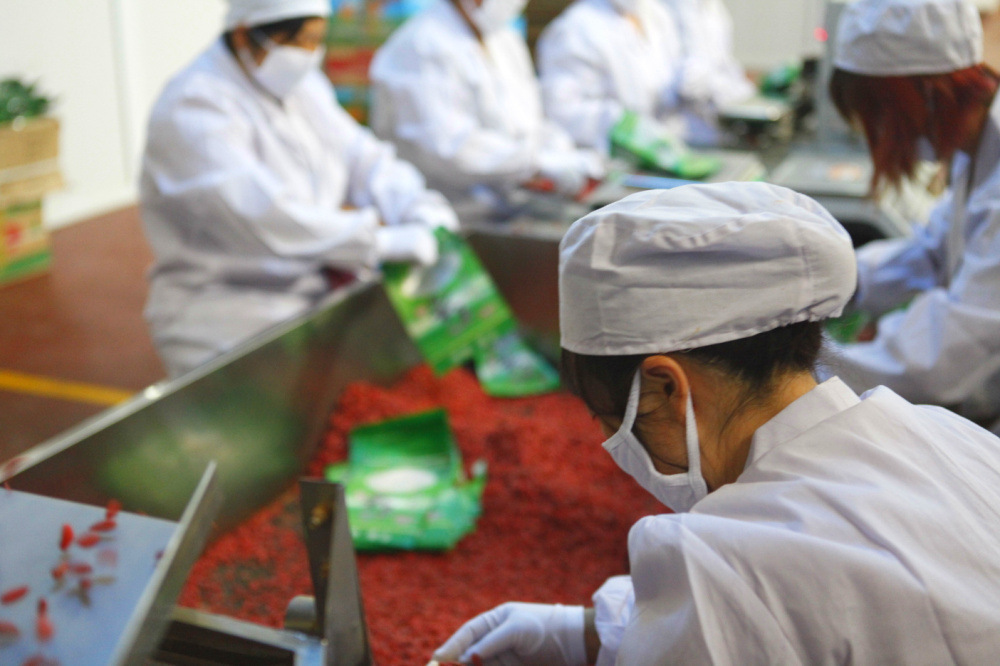 Premium Ningxia Goji Berries Gou Qi Zi Dried Wolfberry for Tea and Soup 40 Jin Bulk Case in use