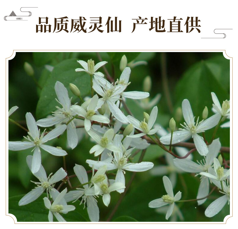Wei Ling Xian Clematis Root Powder 500g Washed Dried Clematis chinensis for Traditional Herbal Decoctions key features