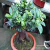 Rongshu Green Plant Potted Potted Boom Tree Boom Basin Ren Ginseng Rongshu Bonsai Tree Piles Labor Leaf Banyan