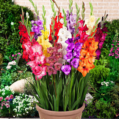Gladiolus Seed ball For many years Flower Bulbs Botany Gladiolus Bulbous Potted plant seed Four seasons courtyard Then