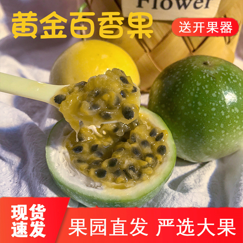 産地直發現摘新鮮黃金百香果5斤大果壹級福建當季雞蛋果