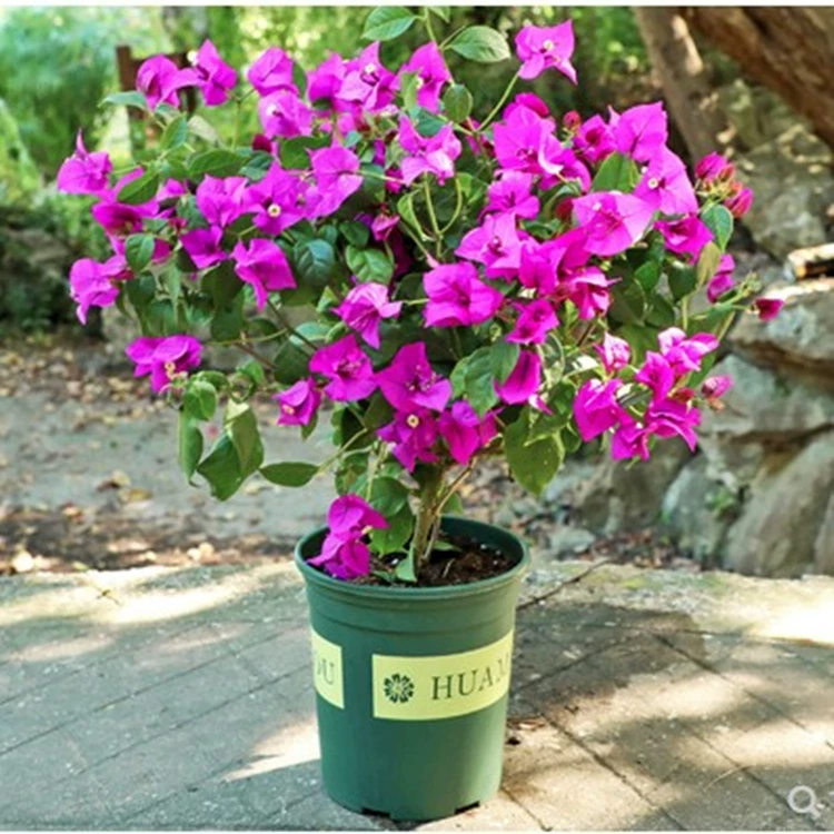 Bougainvillea Комнатные растения с цветами и вьющихся лоз Старый ворс Многоцветные Комнатные цветы и растения цветут непрерывно