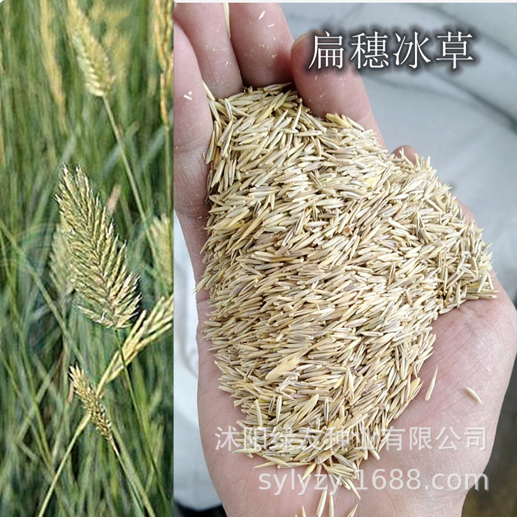 批发多年生牧草种子 冰草籽 冰草