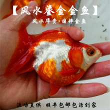 ���~�Bֳ�����w�t�׻��̽��5~8cm�L��β�t���̽��~���Lˮ�~���l