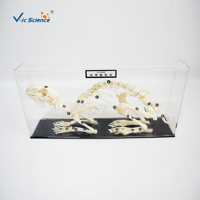 Rabbit bone specimen Dried specimens Middle and high school Biology teaching experiment equipment appliance Animal research Polular Science