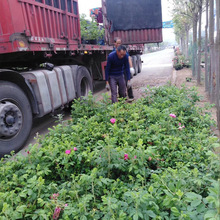 法國千葉玫瑰 法國千葉玫瑰批發 促銷價格 產地貨源 阿里巴巴