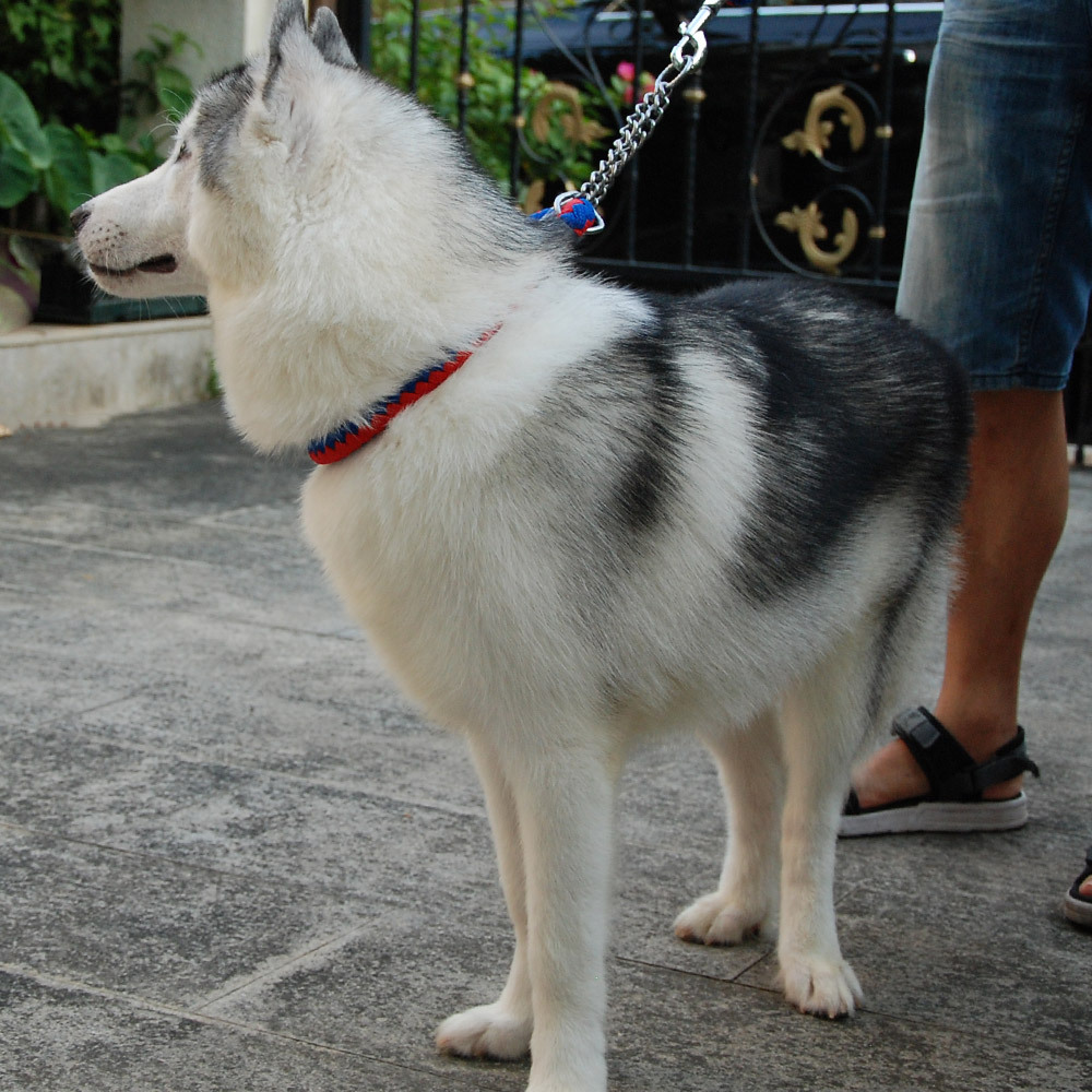 dog collar rope pinch collar f