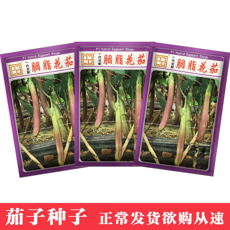 凤鸣雅世 泰国胭脂花茄子种子5克 四季农家蔬菜种子菜种籽孑批发