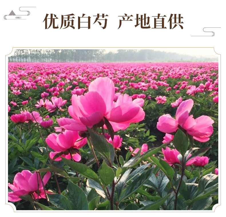 White Peony Root Slices Bai Shao 500g Dried Paeonia lactiflora for Decoction and Tea key features