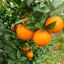 橙树 橙树品牌 图片 价格 橙树批发 阿里巴巴