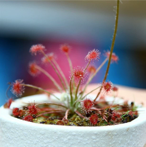 Насекомоядное растение росянки павлина росянки в горшках рассада мясистое средство от комаров растение средство от комаров мухоловка