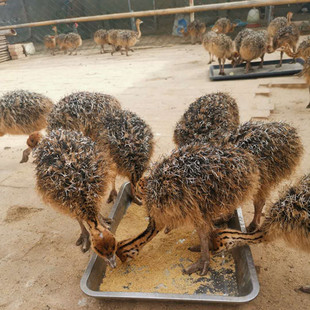 Продажа африканских саженцев страуса и саженцев в австралийских страусах для продажи в большом количестве спотовых продаж