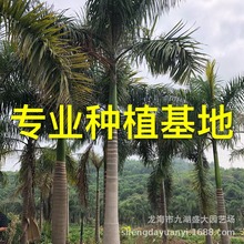 福建大王椰子价格 福州大王椰子报价 广东大王棕浙江大王椰子批发