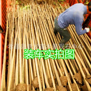 �����괨���~Ůؑ���༾ �ߗUŮؑ ���G��ľ���������~������ľ