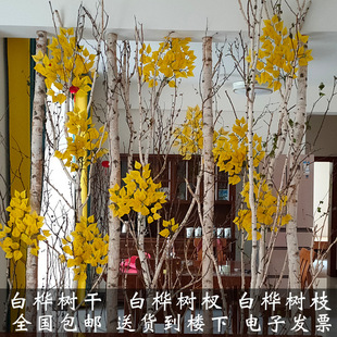 屏風樹圖片 海量高清屏風樹圖片大全 阿里巴巴