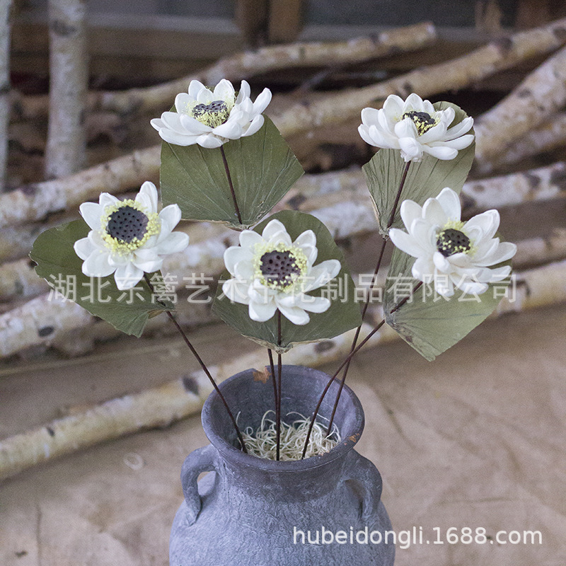 睡莲带莲蓬 白色