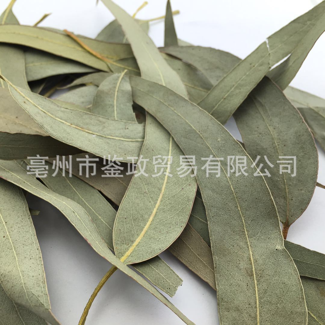 Dried Eucalyptus Leaf An Ye Bulk Herbal Tea Ingredient Sun Dried 500g key features