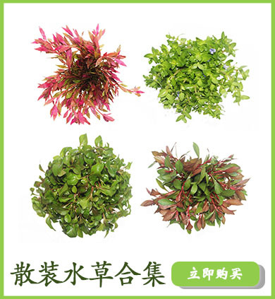 散装水草合集详情页链接使用