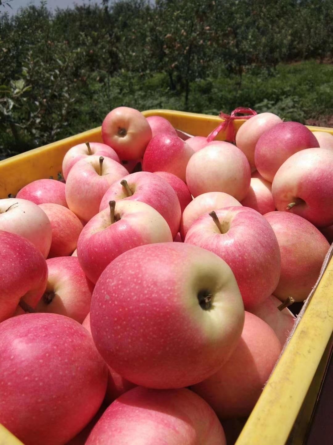 陝西洛川嘎啦蘋果當季5斤9斤新鮮包郵壹件代發批發