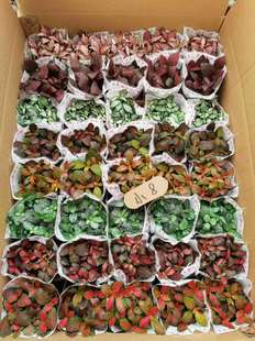 Base Direct Supply Micro-Landscape Special Group Pots of Green Plants, Flower Potted Plants, Moon Small Box Mesh Mixed Packaging