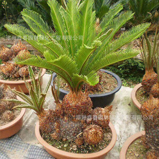 ���^�F�����l �҃ȿ͏d����ߙn�辰  ���^�K�F�r�� ���ݮa��ֱ�N