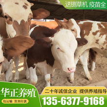 肉牛犊怀孕大母牛改良西门塔尔牛苗小母牛多少个月才能配牛