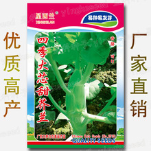 约400粒四季大芯甜芥兰种子 广东粗条大笋白花香菇芥蓝菜种籽批发