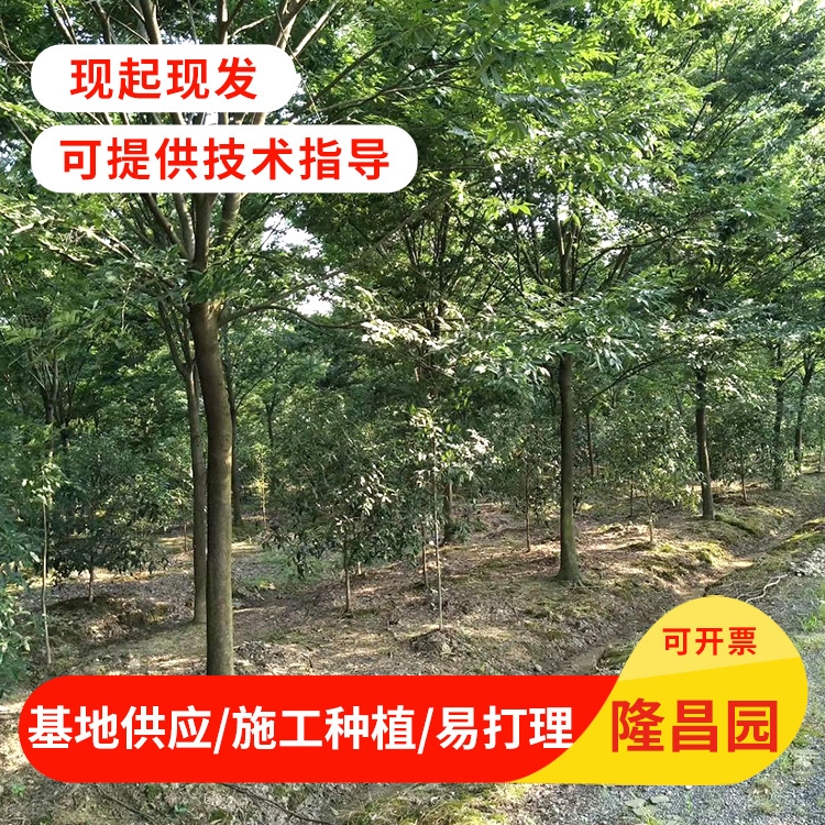 句容市后白镇隆昌园苗木种植基地