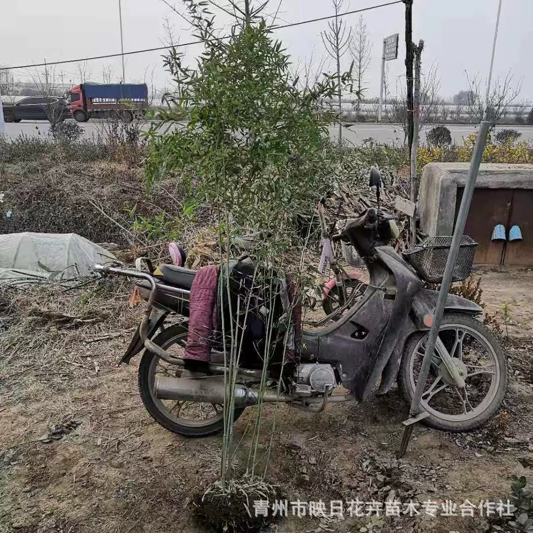 База Шаньдун Цинчжоу бамбука имеет полные сорта бамбука и бамбука посадка саженцев с высотой от 1 метра до 3 метров