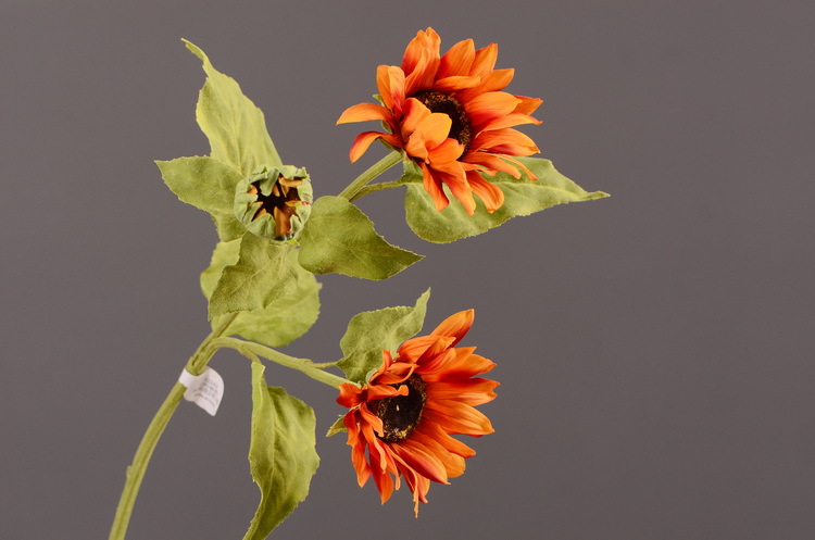 3-6桔色太阳花2花一苞.JPG