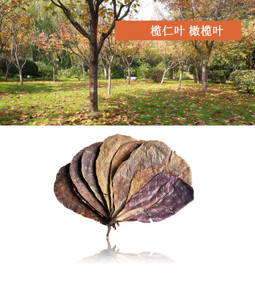 懶人葉 榄仁葉橄榄葉魚缸降低PH值降酸鬥魚軟化水質水族小魚