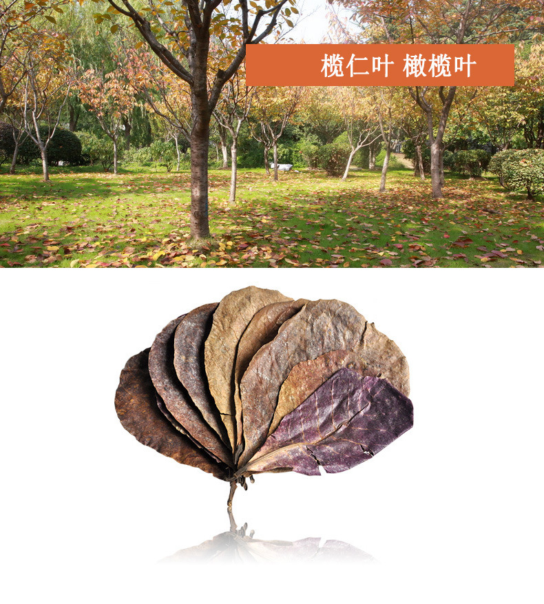 懶人葉 榄仁葉橄榄葉魚缸降低PH值降酸鬥魚軟化水質水族小魚