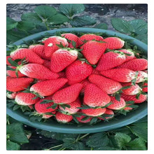 ţ�̲�ݮ�¼���ݮ�� �ڸ����� ��ݮ��ժƷ�N ������ݮ��o���x��