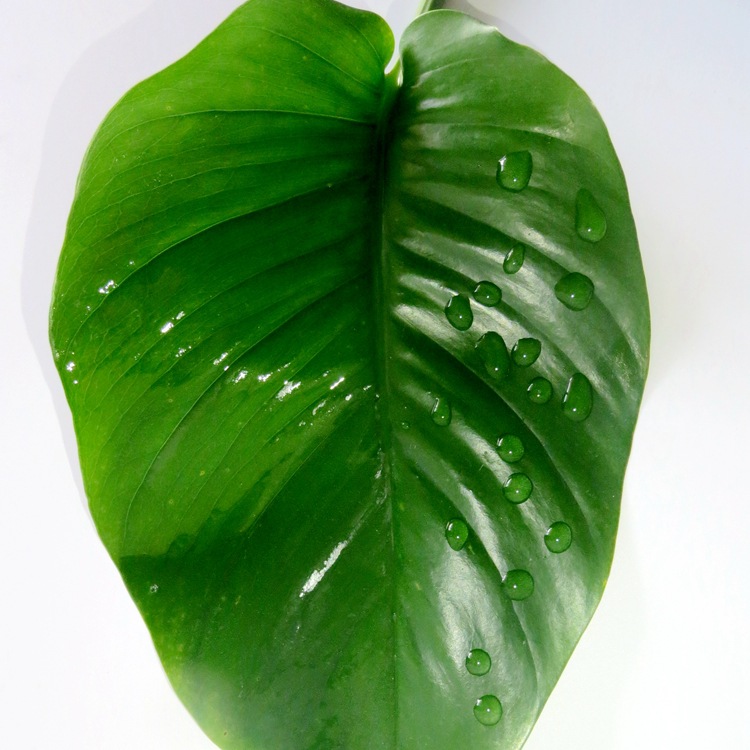 Provide sample agricultural seven -based triaxane permeasant organic…