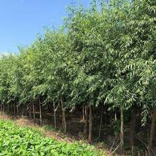 垂柳樹苗 景觀綠化 速生柳樹價格 產地貨源