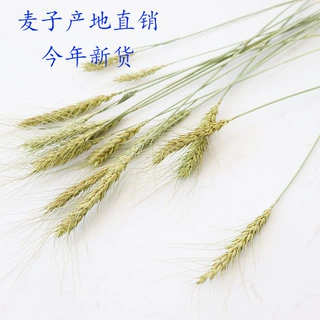 小麦穗干花原色麦子大麦店面装饰插花材料拍照道具感干花束