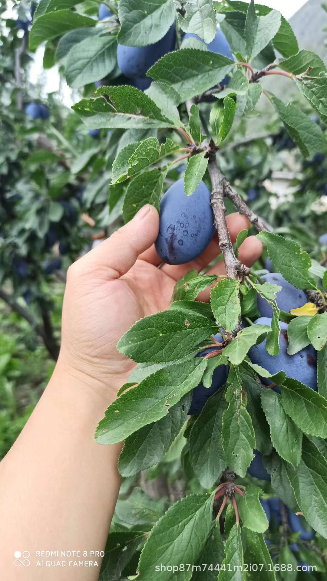 微信圖片_202007230107122.jpg?x-oss-process=image/format,png