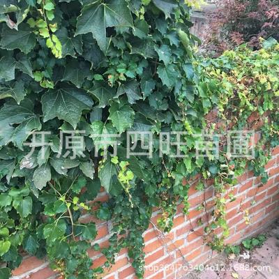 秋季供应耐寒绿阴护坡爬山虎三叶五叶地锦小苗价格优惠|ru