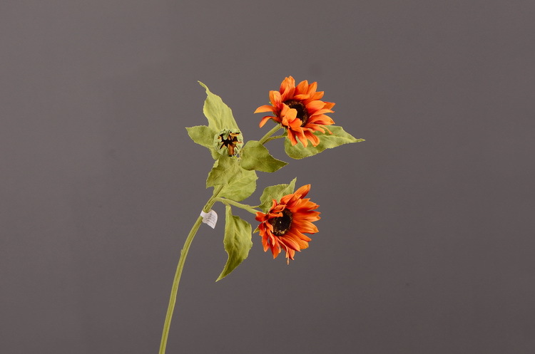 3-5桔色太阳花2花一苞.JPG