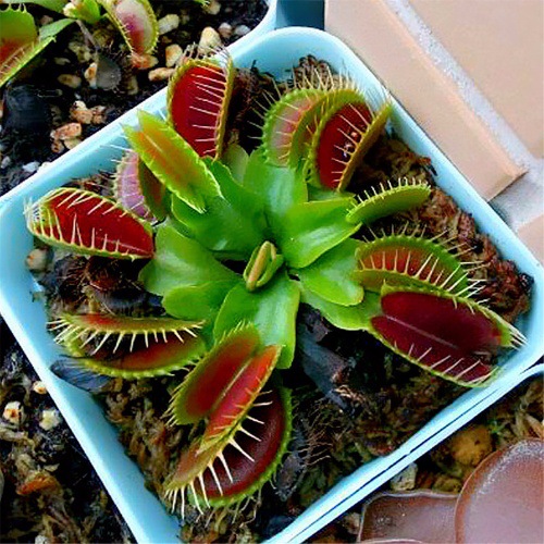 Venus flytrap Carnivorous plants M. buster Potted plant Succulent plants Green plant seed Fleshy Botany