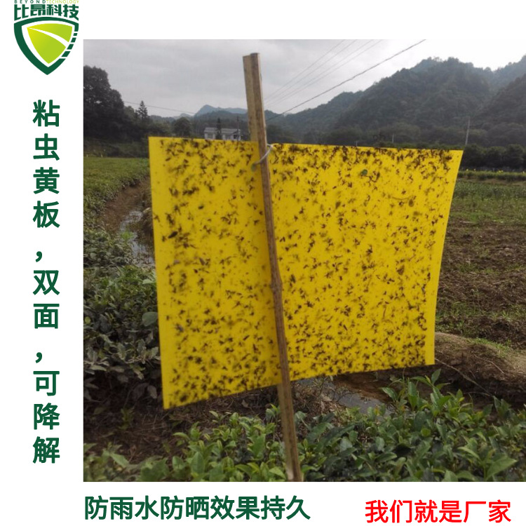 黃色粘蟲板壹件包郵專誘殺小型飛蟲花草果蔬害蟲誘蟲板