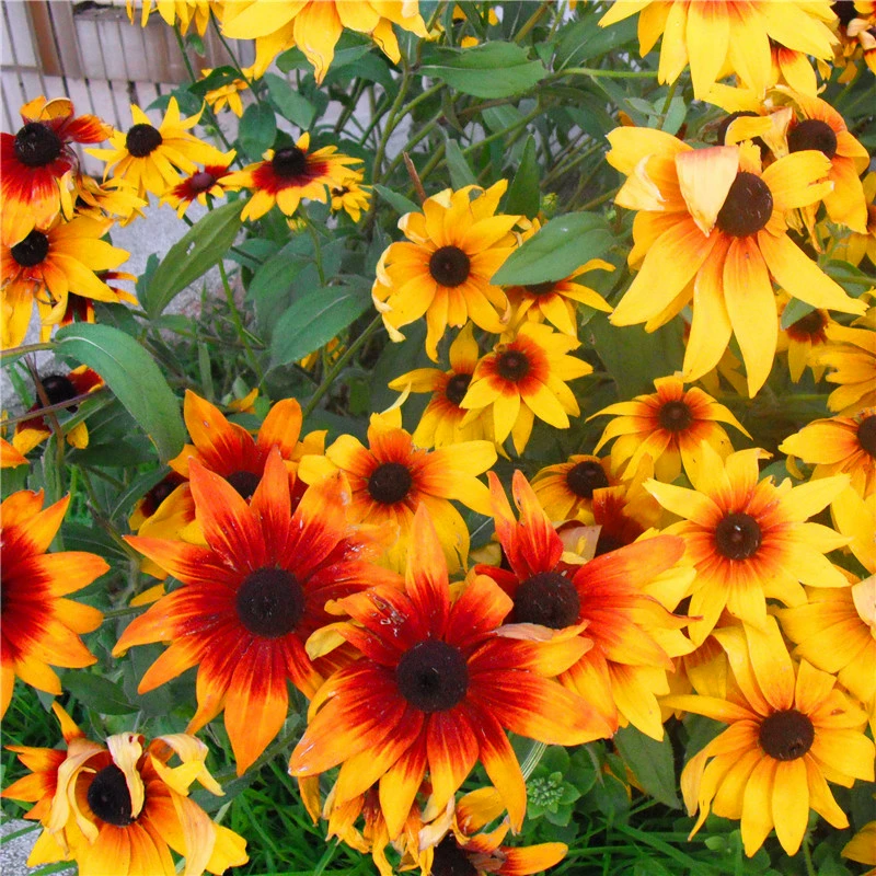 Семена подсолнечника Семена Золотой хризантемы Многолетние морозостойкие Four Seasons Living Garden Открытый завод Цветы