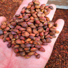 �Rβ���Ӵ��d���X�Rβ�����������ɘ��Ӯa��ֱ���a�����l