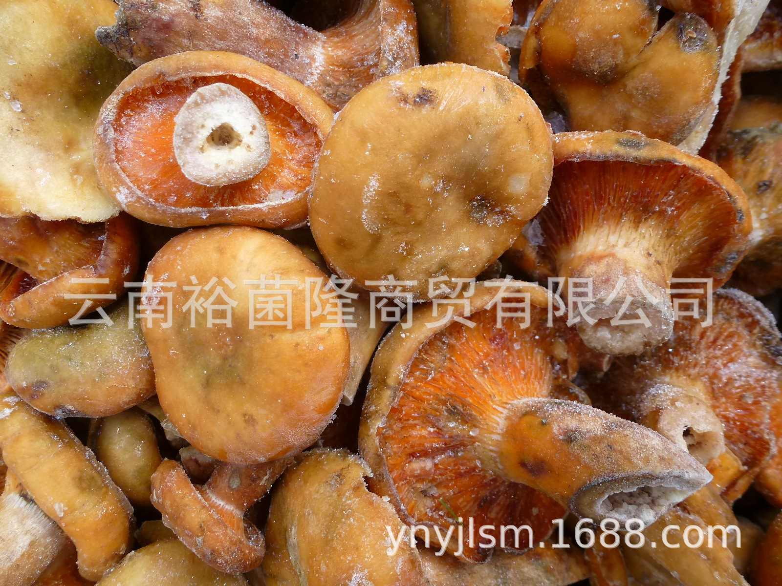 【裕菌隆】 寒菌 谷熟菌 九月菇 松乳菇 重阳菌 湘菜馆食材批发-阿里巴巴