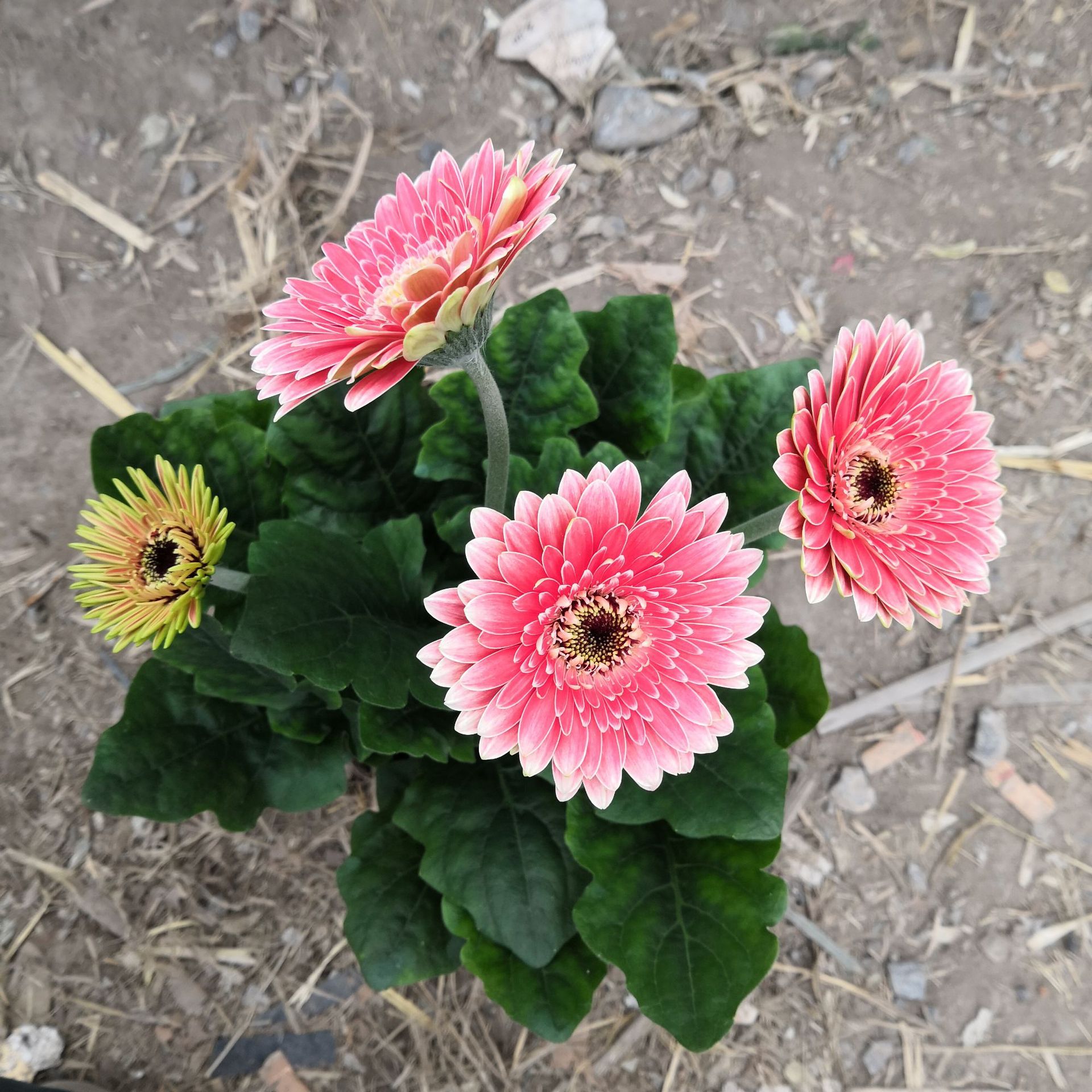 非洲菊太阳花弗朗盆栽植物 基地大棚 多肉花卉绿植 大量批发优惠