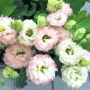 盆栽蓝色半边莲吊兰花种子