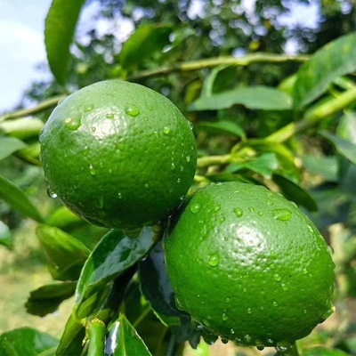 坏果包赔重庆青柠檬5斤10斤整箱新鲜水果一级柠檬当季水果中小果1|ru