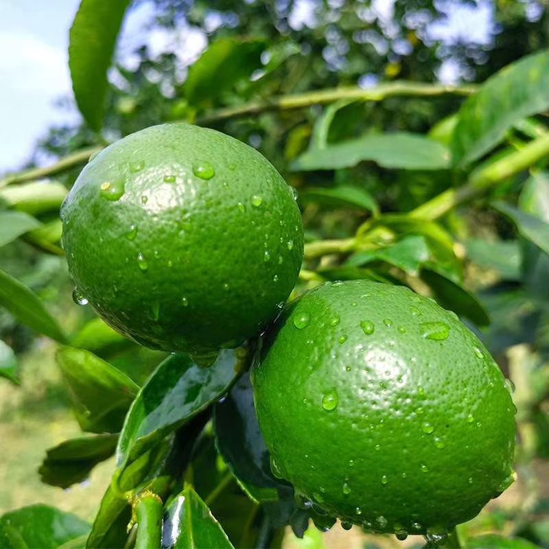坏果包赔重庆青柠檬5斤10斤整箱新鲜水果一级柠檬当季水果中小果1|ru