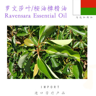 �R�_��˹�� �_��ɯ�~���� �������η����� Ravensara 10ML��ӆ
