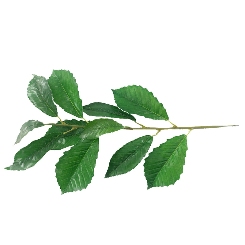 XRB-057 瑞氏榼藤单枝3.jpg